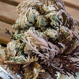 Diriliş Bitkisinin cilt üzerindeki etkileri nelerdir?