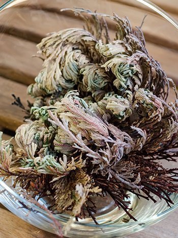 Diriliş Bitkisi Nedir ?